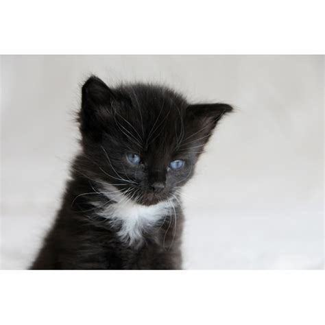 Cosmo The Fluffy Friendly Tuxedo Kitten Male Domestic Medium Hair Cat