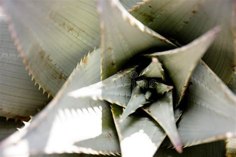 Desert Succulents Of The Kalahari Stock Image Image Of Desert Africa