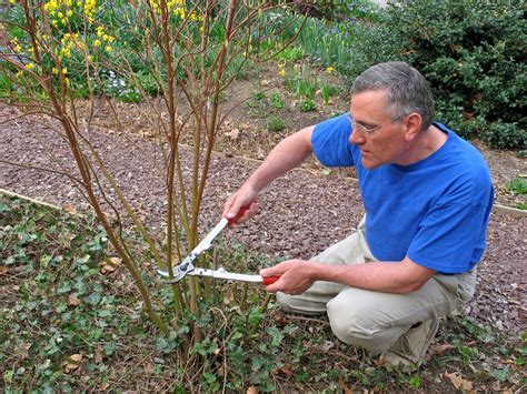 Dogwood Tree Pruning How And When To Trim A Dogwood Tree