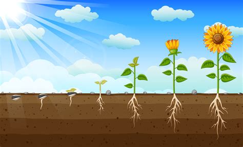 Diagram Of Sunflower Growth Stages Diagram Showing How Plants Grow