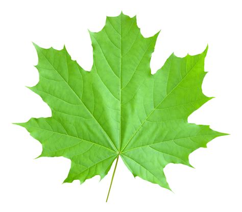 Download Maple Leaf Png Image For Free