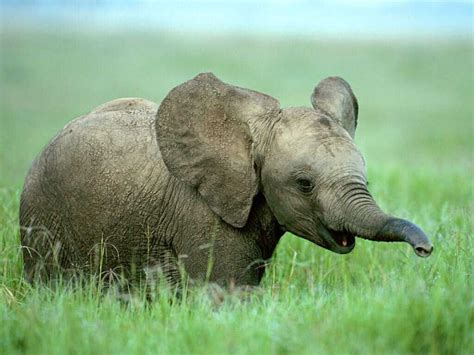 Amazing Animals Pictures Cute And Big Baby Elephant