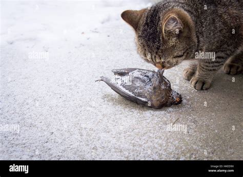 Cat Kills Bird Hi Res Stock Photography And Images Alamy