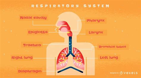 Plantilla De Infografía Del Sistema Respiratorio Humano Descargar Vector