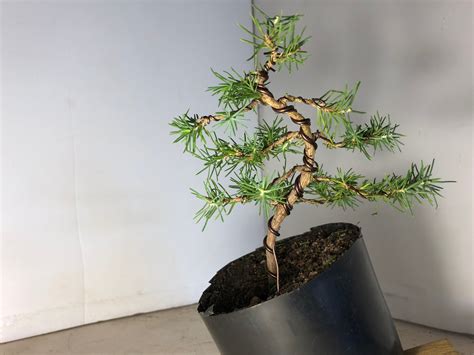 Bonsaiing With A Unusual Pine First Styling Of A Miniture Stone Pine