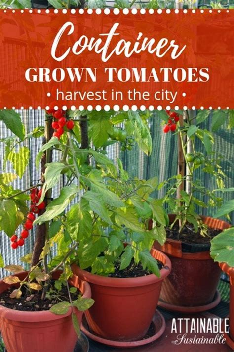 Growing Tomatoes In Pots Is A Great Way To Generate A Crop In A Small