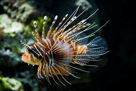 Lionfish Fish Hd Wallpapers Desktop And Mobile Images And Photos