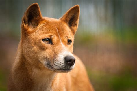 A Domesticated Dingo