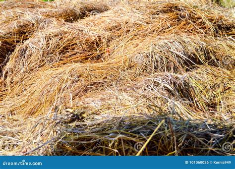 Hay Pile At Paddy Fields Stock Photo Image Of Natural 101060026