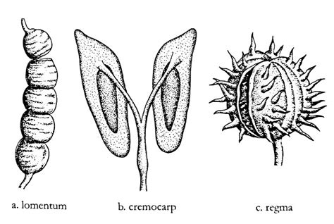 Fruits And Their Types In Flowering Plants Online Science Notes