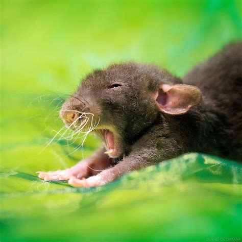 Cute Pet Rat Photos That Will Melt Your Heart By Diane Özdamar