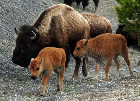 Government Agencies To Cull Up To 900 Yellowstone Bison Cbs News