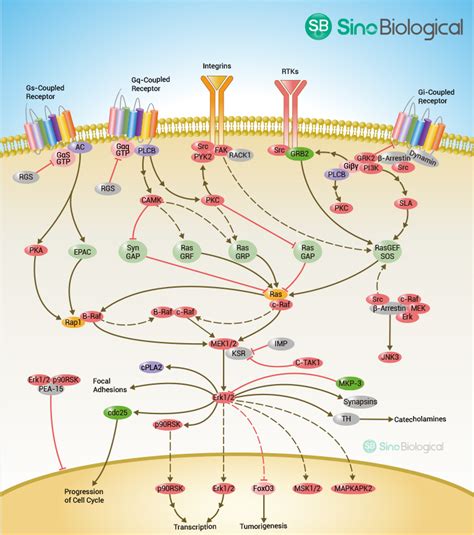 Sino Biological G Protein Coupled Receptors Signaling