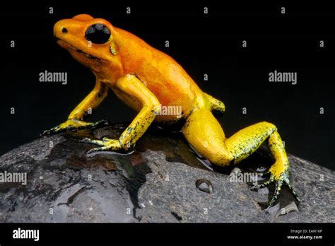 Golden Dart Frog Isolated Hi Res Stock Photography And Images Alamy