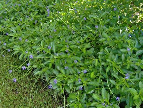 Stachytarpheta Jamaicensis Blue Porterweed Is A Wonderful Flowering