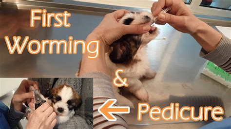 Worms are an inevitable part of a puppy's life, so knowing the symptoms to look out for and establishing a puppy worming schedule. First worming of a puppy - YouTube