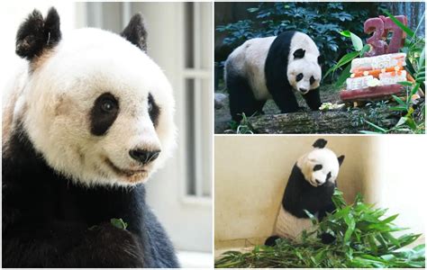 Farewell Jia Jia The Oldest Panda Ever In Captivity Guinness World