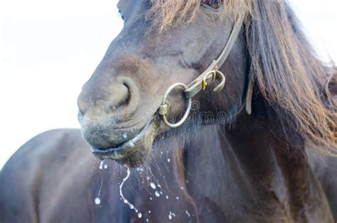 Drooling Horse Stock Image Image Of Winter Snout Spitting 56866157