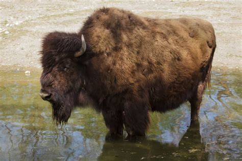 State Mammals – What Is Your State Mammal? – North American Nature