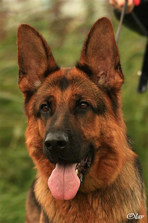 114 Best Images About German Shepherds On Pinterest