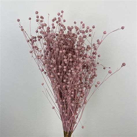 Dried Linum Pink Flax Barn Florist