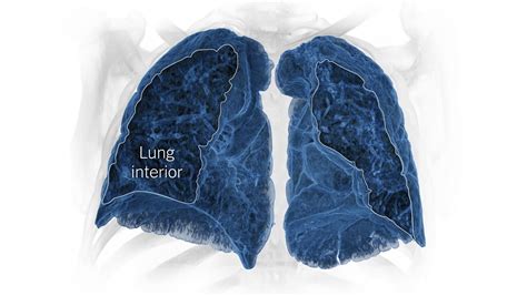 Lungs As Weve Never Published Them Before The New York Times