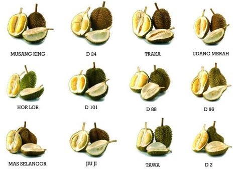 Kali ini saya mau membedakan ciri ciri bibit durian musangking. EKONOMI DUNIA SEMAKIN BERGOYANG. SUDAHKAH KITA BERSEDIA ...