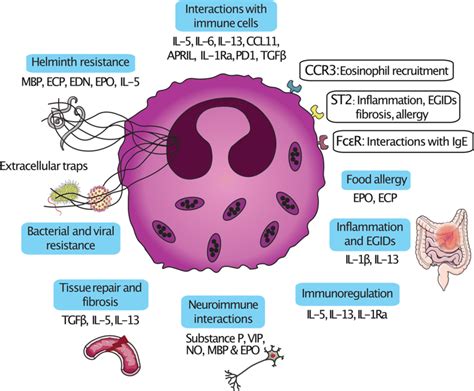 Eosinophil Secretory Products And Their Functions Eosinophils Express