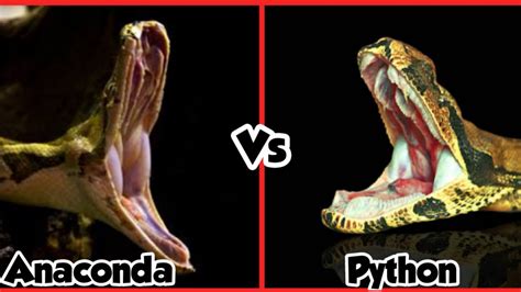 Anaconda Vs Python Python Vs Anaconda Who Would Win Between