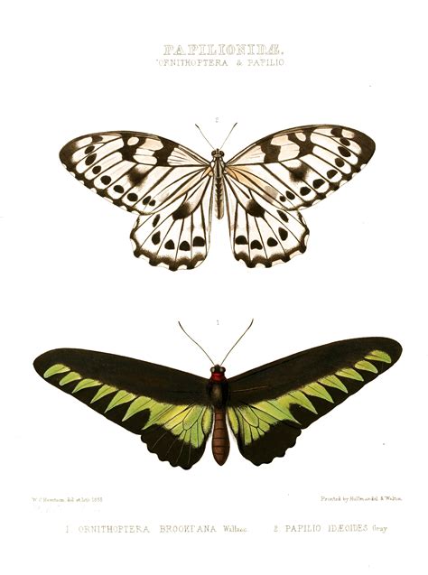 Vintage Illustration Exotic Butterflies The Graffical Muse