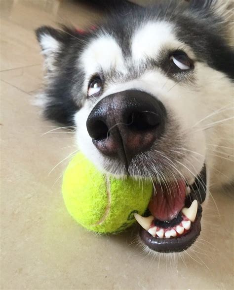 10 Different Ways Your Husky Can Stare At You And Its Meaning