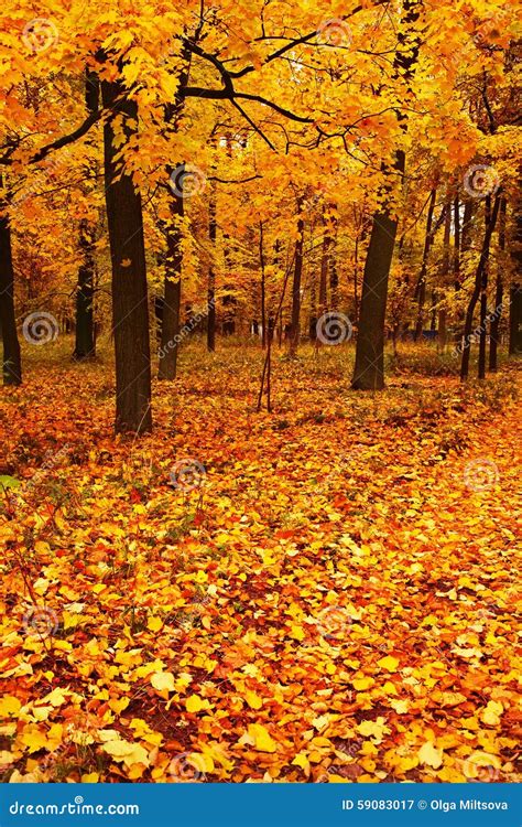 Colorful Autumn Maple Trees In Park Stock Image Image Of Beautiful