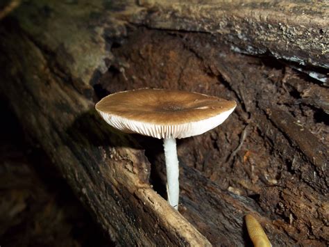 Pluteus Sp Mushroom Hunting And Identification Shroomery Message