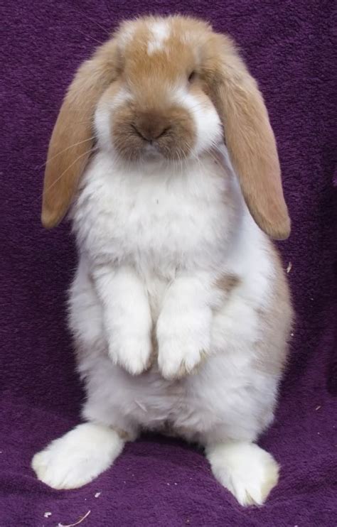 ~ French Lop Rabbit ~ Cute Animals Animals Small Pets
