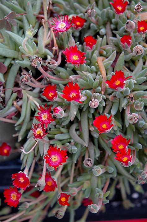 Spread out the roots evenly and sprinkle the soil into the hole until full. Jewel Of Desert Garnet Ice Plant (Delosperma 'Jewel Of ...