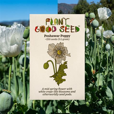 Peshawar Poppy Seeds White Flower Bulk Seed Sizes Certified Organic