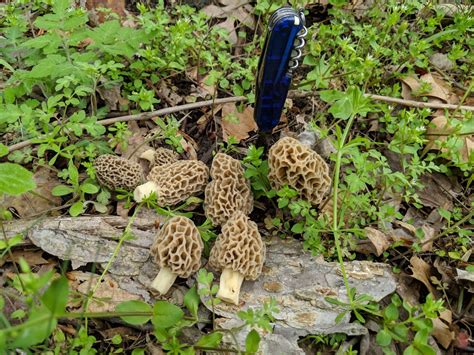 Its Morel Season Heres How To Find Edible Plants And