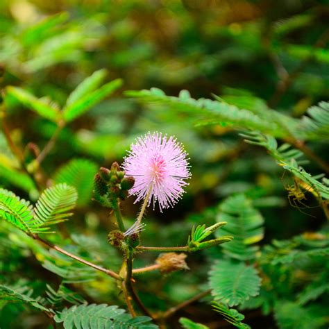 Plant Profile Mimosa Pudica The Sensitive Plant Herbspeak