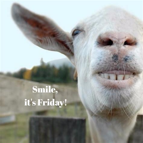 Smile everyone, it's finally Friday! TGIF | Finally friday, Friday, Humor