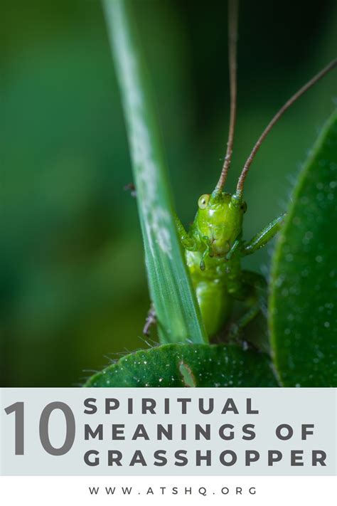 Grasshopper Symbolism 10 Spiritual Meanings Of Grasshopper
