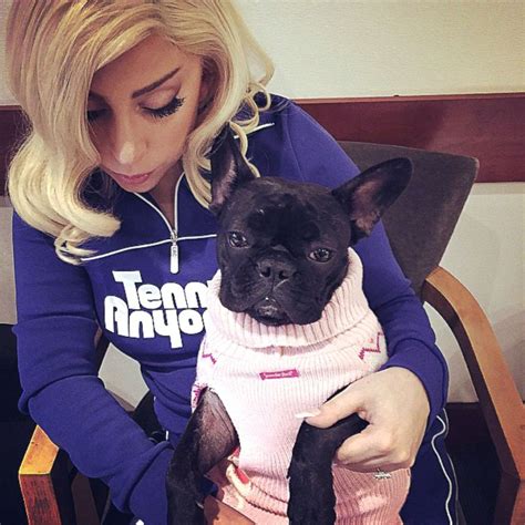 The 'shallow' hitmaker had two of her three french bulldogs stolen by thieves on. Lady Gaga Dogs In Video - Lady Gaga Age