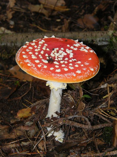 Free Images Forest White Red Autumn Colorful Flora Fauna