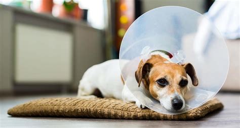 Abscesses In Dogs Petlifeuk™