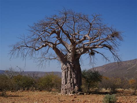 Trees Planet Adansonia Digitata Baobab