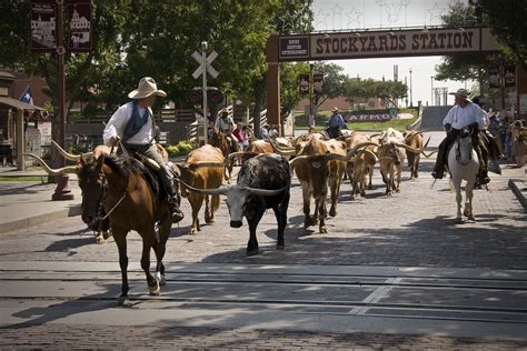 Women On Cattle Drives