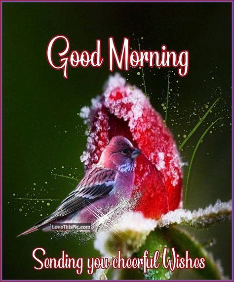 Good Morning Sending You Cheerful Wishes Pictures Photos And Images For Facebook Tumblr