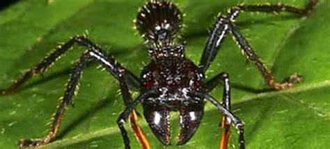 As formigas de cabo verde possuem uma cor marrom avermelhada e um tamanho gigante, podendo chegar a medir 25 a formiga cabo verde pode causar uma dor excruciante em um ser humano. #Amazônia - A Formiga-Cabo-Verde - Bocas e Notícias | O ...