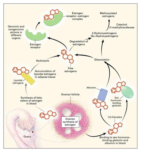 Production And Actions Of Estrogens Nejm