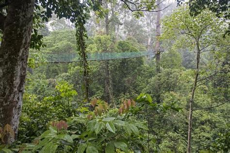 Rainforest Canopy Walkway Sabah Borneo September 2015 Photographic