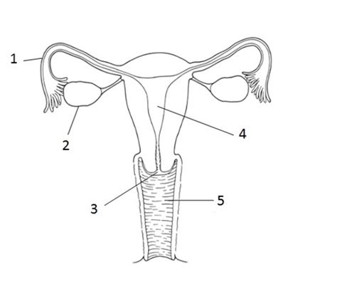 Female Reproductive System Blank Diagram Clipart Best The Best Porn